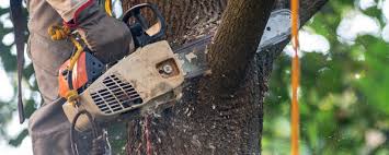 Best Organic Lawn Care Solutions  in East Point, GA