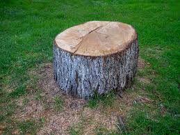 How Our Tree Care Process Works  in  East Point, GA
