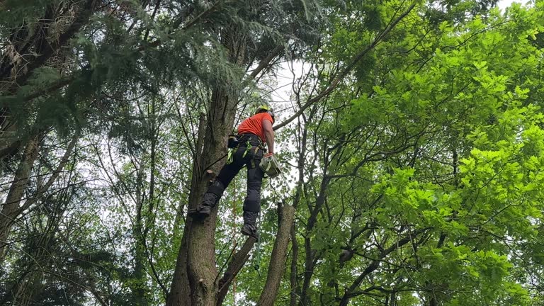 Tree and Shrub Care in East Point, GA