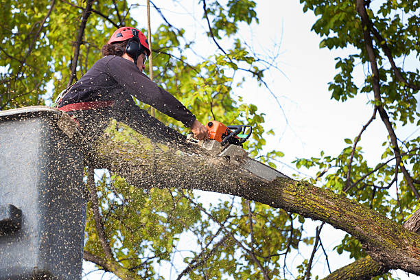 Reliable East Point, GA Tree Services Solutions